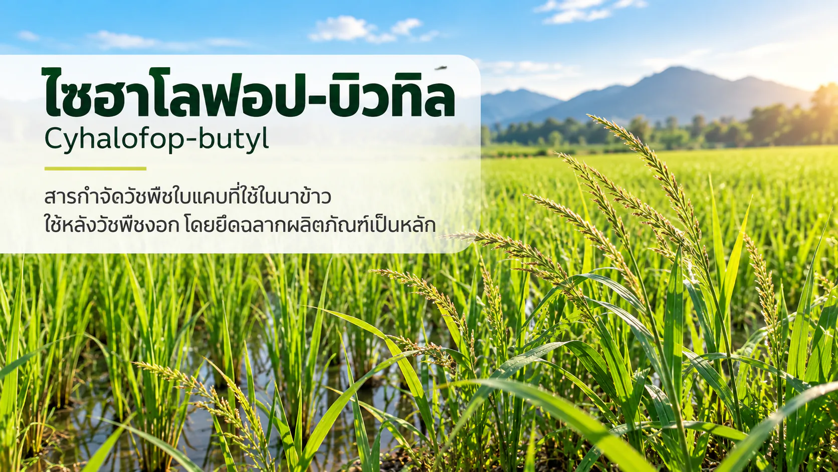 ภาพแปลงนาข้าวสำหรับประกอบบทความยาฆ่าหญ้า